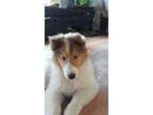 Collie Puppy for sale in Saugerties, NY, USA