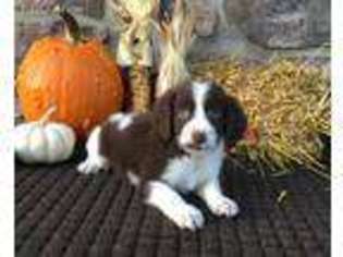 Brittany Puppy for sale in Narvon, PA, USA