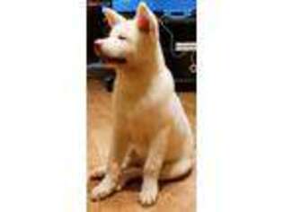 Akita Puppy for sale in Slippery Rock, PA, USA
