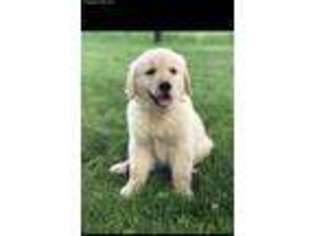 Golden Retriever Puppy for sale in Shreve, OH, USA