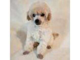 Mutt Puppy for sale in Hinckley, IL, USA