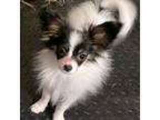 Papillon Puppy for sale in Saint Joseph, MO, USA