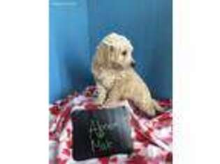 Goldendoodle Puppy for sale in Leo, IN, USA