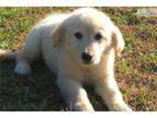 Golden Retriever Puppy for sale in Decatur, AL, USA
