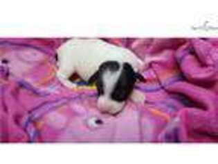 Jack Russell Terrier Puppy for sale in Yuma, AZ, USA