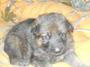 German Shepherd Dog Puppy for sale in BUHL, ID, USA