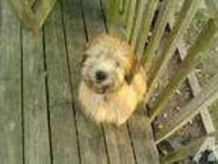 Soft Coated Wheaten Terrier Puppy for sale in MANOR, DE, USA
