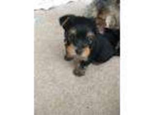 Yorkshire Terrier Puppy for sale in Brownton, MN, USA