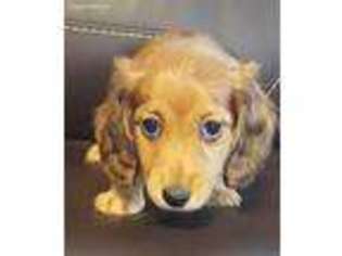 Dachshund Puppy for sale in Central, SC, USA