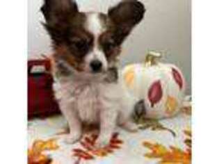 Papillon Puppy for sale in Beech Grove, IN, USA