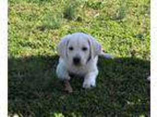 Labrador Retriever Puppy for sale in Pickens, SC, USA