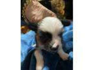 Chinese Crested Puppy for sale in Baskerville, VA, USA