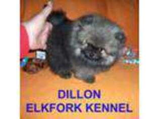 Pomeranian Puppy for sale in Paris, MO, USA