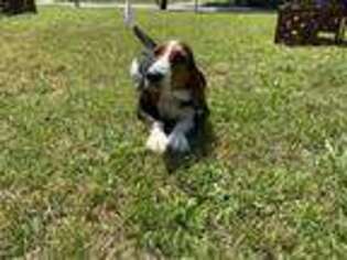 Basset Hound Puppy for sale in Dallas, TX, USA