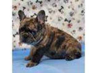French Bulldog Puppy for sale in Pottstown, PA, USA