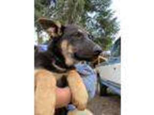 German Shepherd Dog Puppy for sale in Spirit Lake, ID, USA