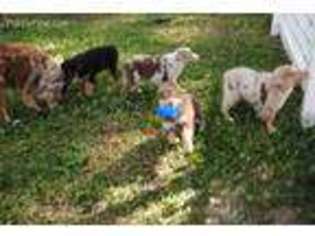Australian Shepherd Puppy for sale in Spring Hill, FL, USA