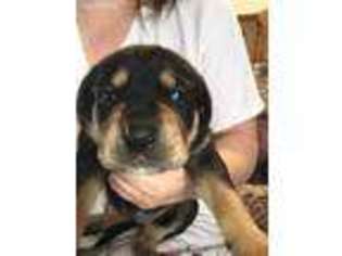Mastiff Puppy for sale in Kittanning, PA, USA