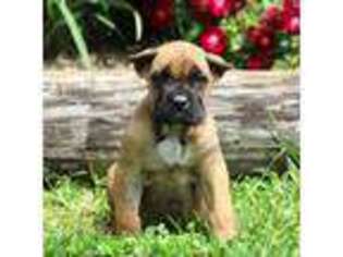 Cane Corso Puppy for sale in Farmville, VA, USA