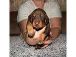 Doberman Pinscher Puppy for sale in Houghton Lake, MI, USA