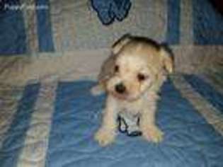 Mutt Puppy for sale in Gray, LA, USA