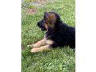 German Shepherd Dog Puppy for sale in Puyallup, WA, USA