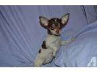 Chihuahua Puppy for sale in GREENSBORO, NC, USA