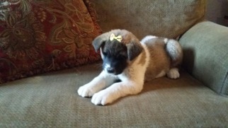 Akita Puppy for sale in Longview, TX, USA