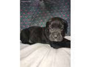 Medium Photo #1 Cane Corso Puppy For Sale in Richmond Hill, NY, USA