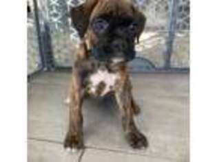 Boxer Puppy for sale in Parker, CO, USA