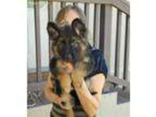 German Shepherd Dog Puppy for sale in Mesa, AZ, USA