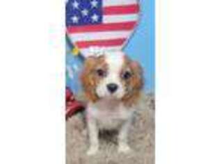 Cavalier King Charles Spaniel Puppy for sale in Bokchito, OK, USA