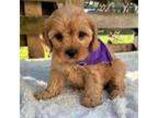 Cavapoo Puppy for sale in Ruston, LA, USA