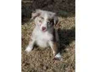 Australian Shepherd Puppy for sale in Oklahoma City, OK, USA