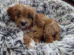 Cavapoo Puppy for sale in Martinsville, IN, USA