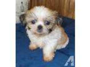 Mutt Puppy for sale in MELISSA, TX, USA