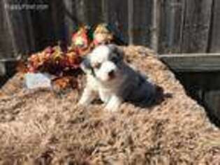 Miniature Australian Shepherd Puppy for sale in Quanah, TX, USA