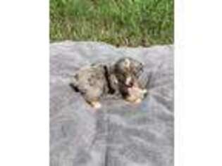 Miniature Australian Shepherd Puppy for sale in Springfield, GA, USA