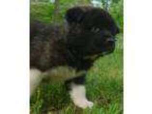 Akita Puppy for sale in New Waverly, TX, USA