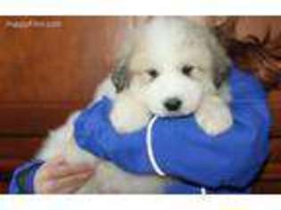 Great Pyrenees Puppy for sale in Spirit Lake, ID, USA