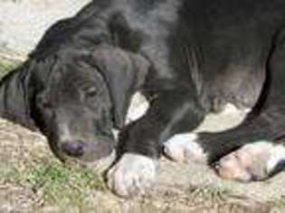 Great Dane Puppy for sale in Graff, MO, USA