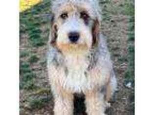 Mutt Puppy for sale in Caldwell, ID, USA