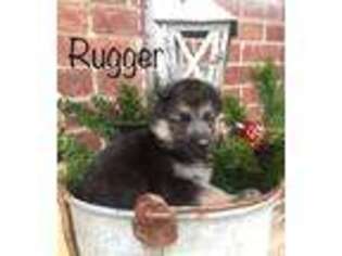 German Shepherd Dog Puppy for sale in Plymouth, MI, USA