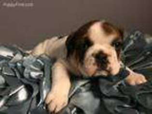 Medium Photo #1 Bulldog Puppy For Sale in Unknown, USA