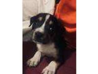Mutt Puppy for sale in Thorndale, TX, USA