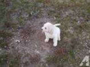 Goldendoodle Puppy for sale in MOUNT AIRY, MD, USA