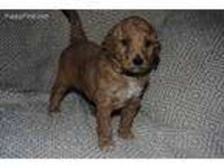 Goldendoodle Puppy for sale in Mount Airy, NC, USA