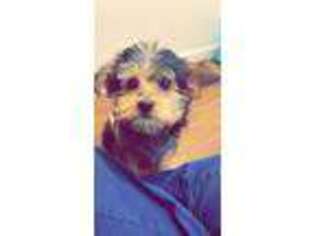 Yorkshire Terrier Puppy for sale in Three Rivers, MI, USA
