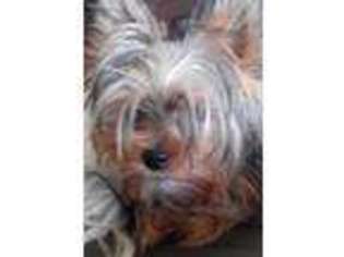 Yorkshire Terrier Puppy for sale in Benton City, WA, USA