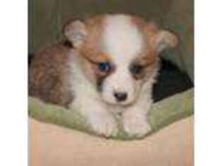 Pembroke Welsh Corgi Puppy for sale in Hesperia, CA, USA